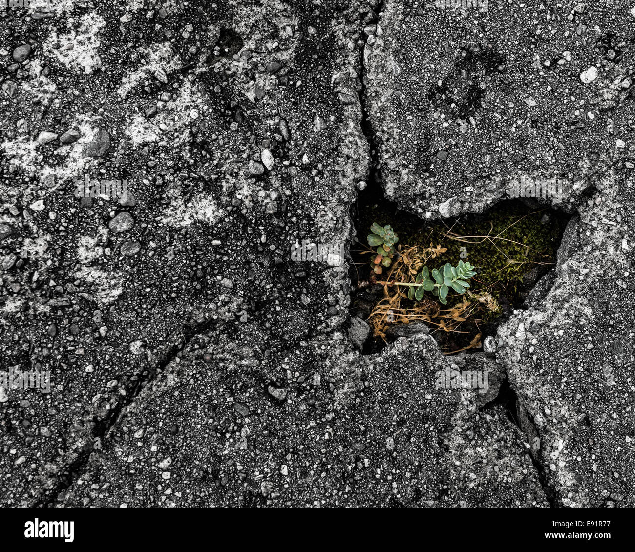 Petite plante de croître par une fissure dans l'asphalte Banque D'Images