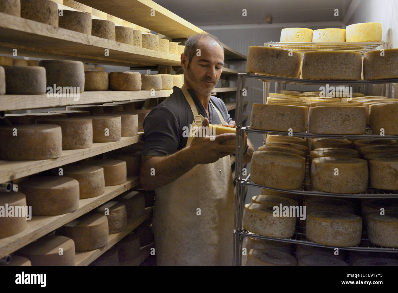La France, Pays Basque, Pyrénées Atlantiques, en Labourd, cave d'affinage de fromage pecorino A.O.C Ossau-Iraty Banque D'Images