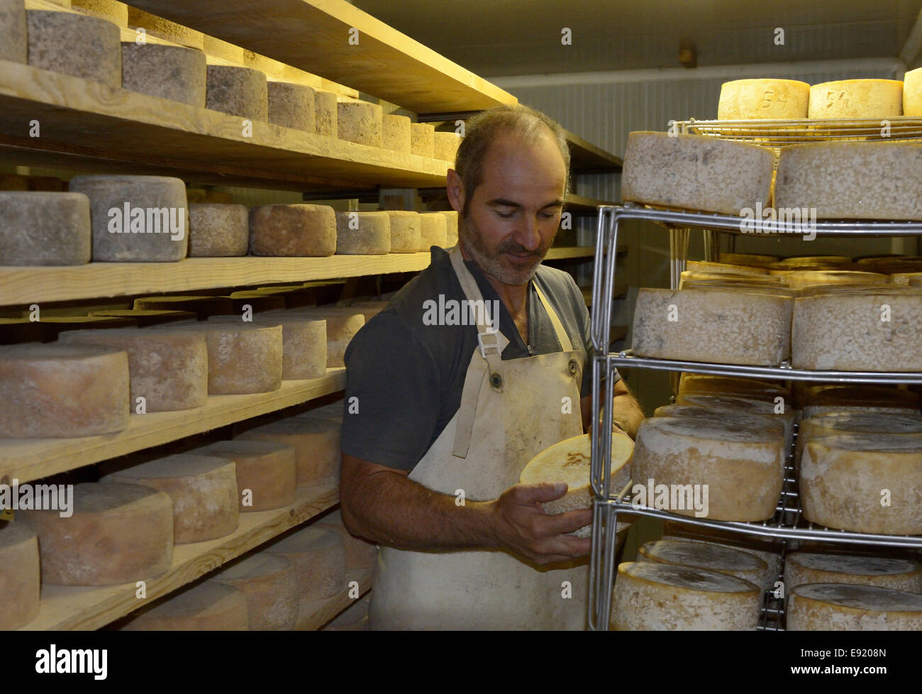 La France, Pays Basque, Pyrénées Atlantiques, en Labourd, cave d'affinage de fromage pecorino A.O.C Ossau-Iraty Banque D'Images