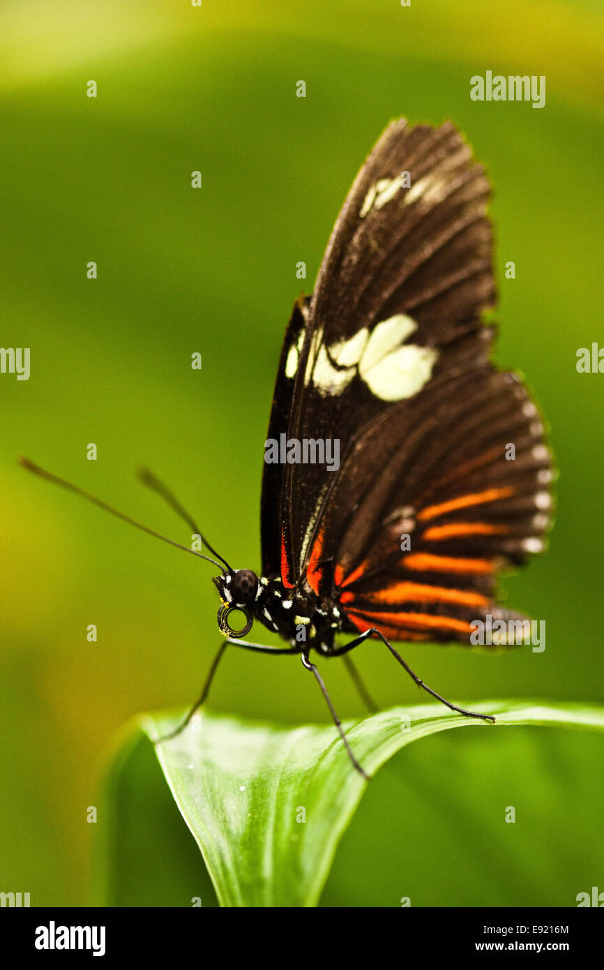 Heliconius erato Banque D'Images