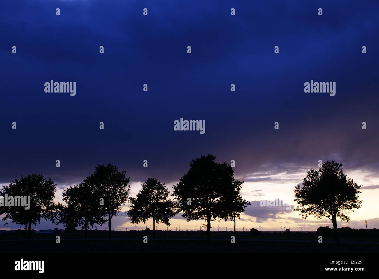 Tree-Silhouette en face de ciel drastique Banque D'Images