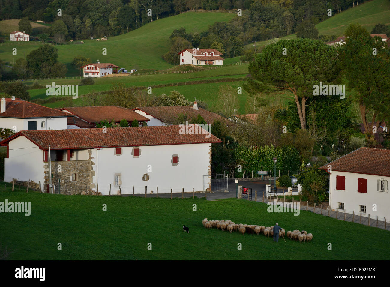 La France, Pays Basque, Pyrénées Atlantiques, en Labourd, Ainhoa, ferme traditionnelle et de moutons dans les pâturages Banque D'Images