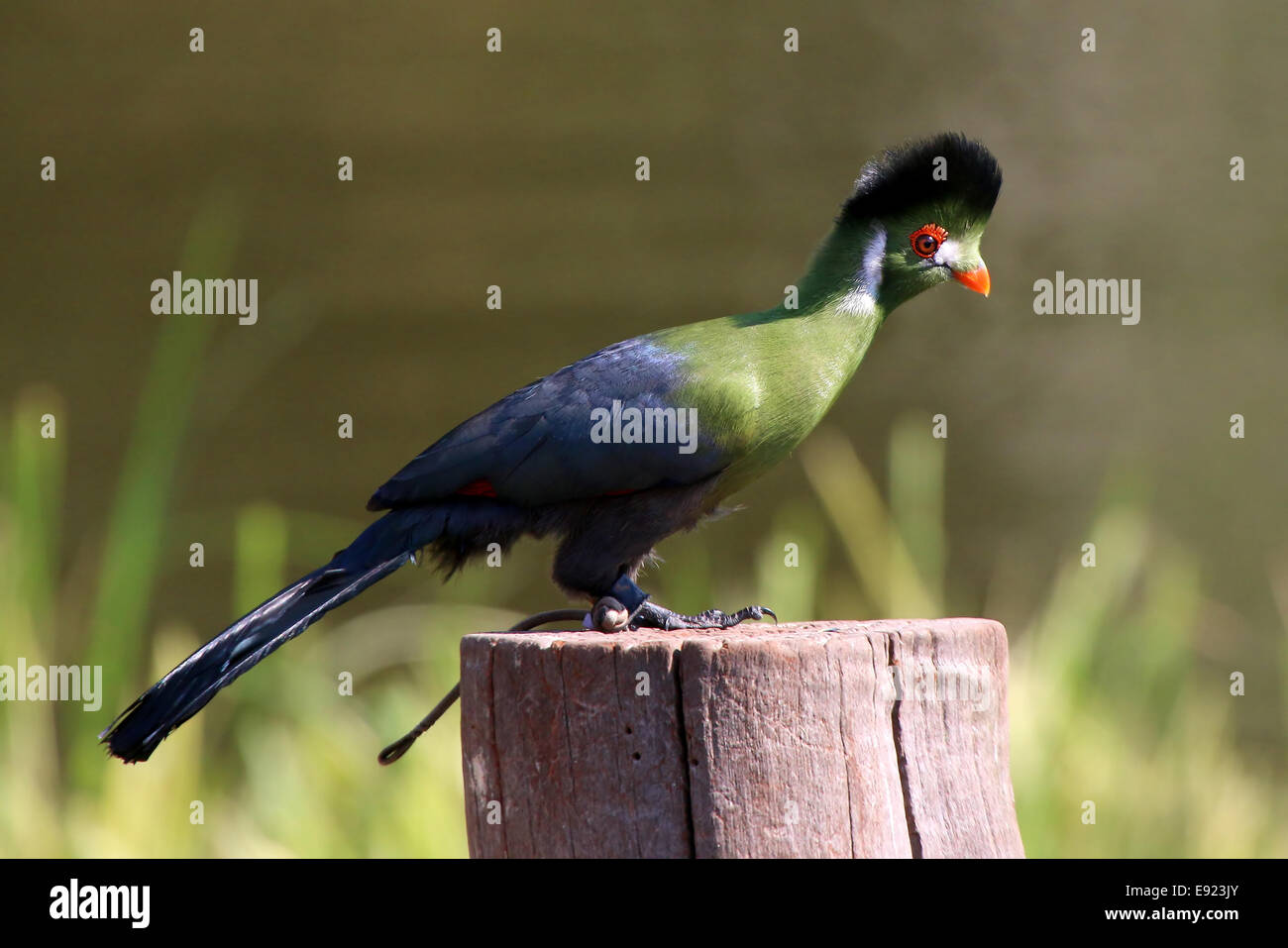 Touraco à joues blanches en captivité (Tauraco leucotis) au cours d'une démonstration d'oiseaux de l'avifaune au zoo, les Pays-Bas Banque D'Images