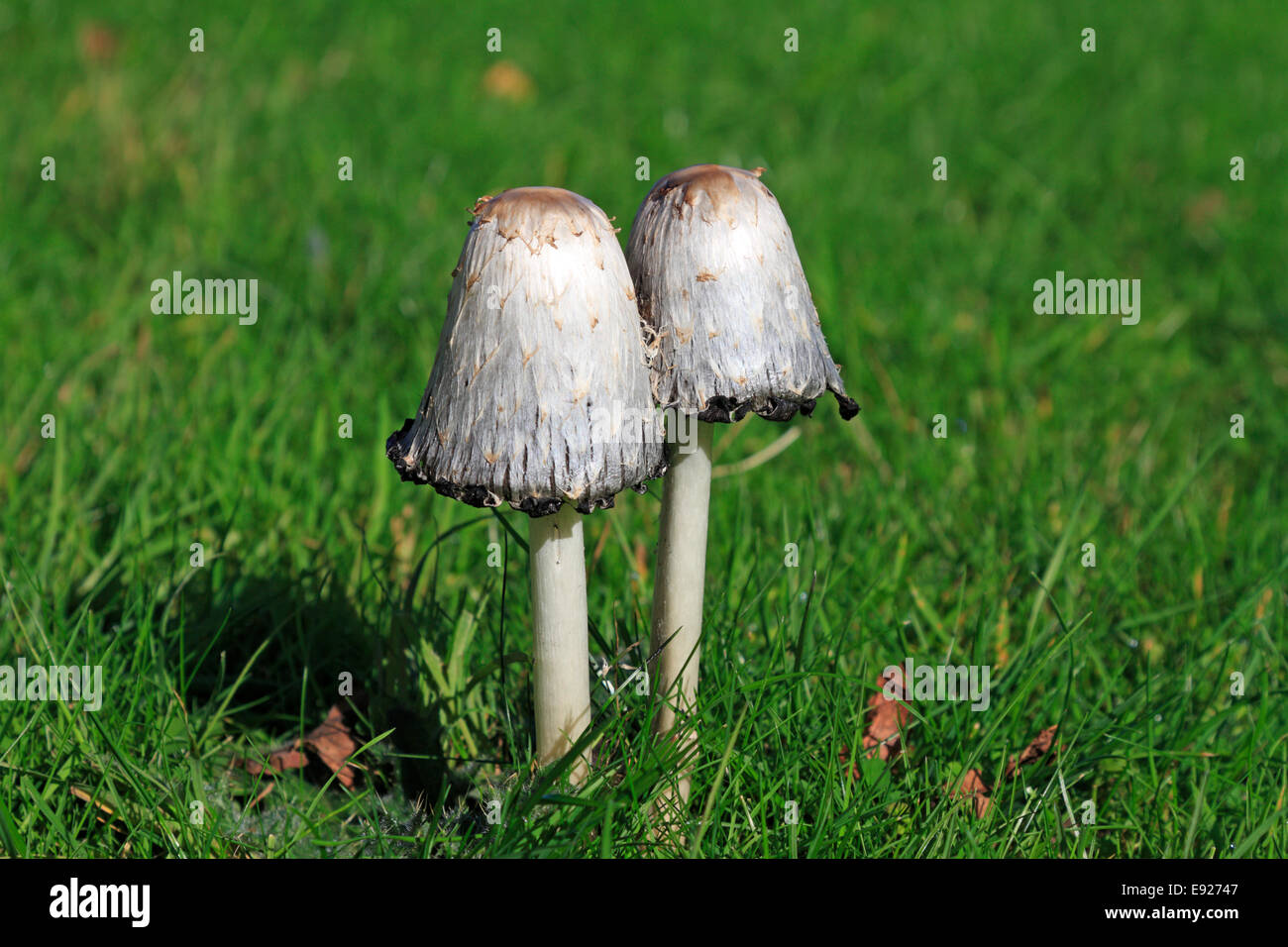 Shaggy Coprinus comatus, capsules, Stainborough Parc, Barnsley, South Yorkshire, Angleterre, Royaume-Uni. Banque D'Images