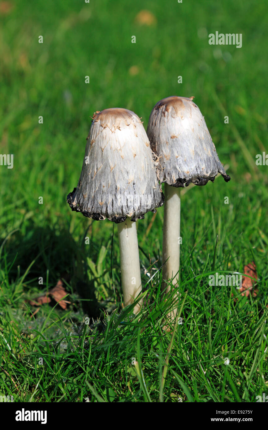 Shaggy Coprinus comatus, capsules, Stainborough Parc, Barnsley, South Yorkshire, Angleterre, Royaume-Uni. Banque D'Images