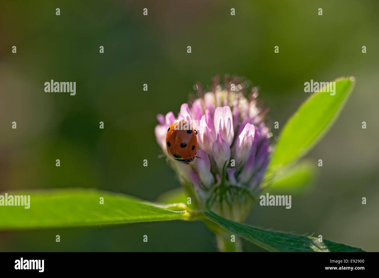 Fleurs de trèfle incarnat avec coccinelle Banque D'Images