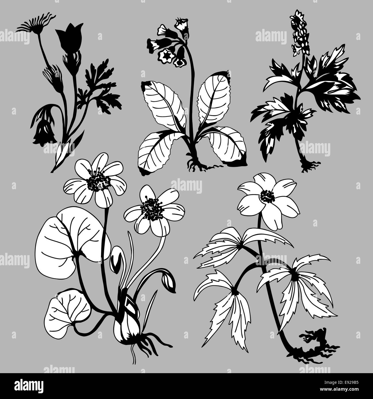 Domaine flowerses sur fond gris Banque D'Images