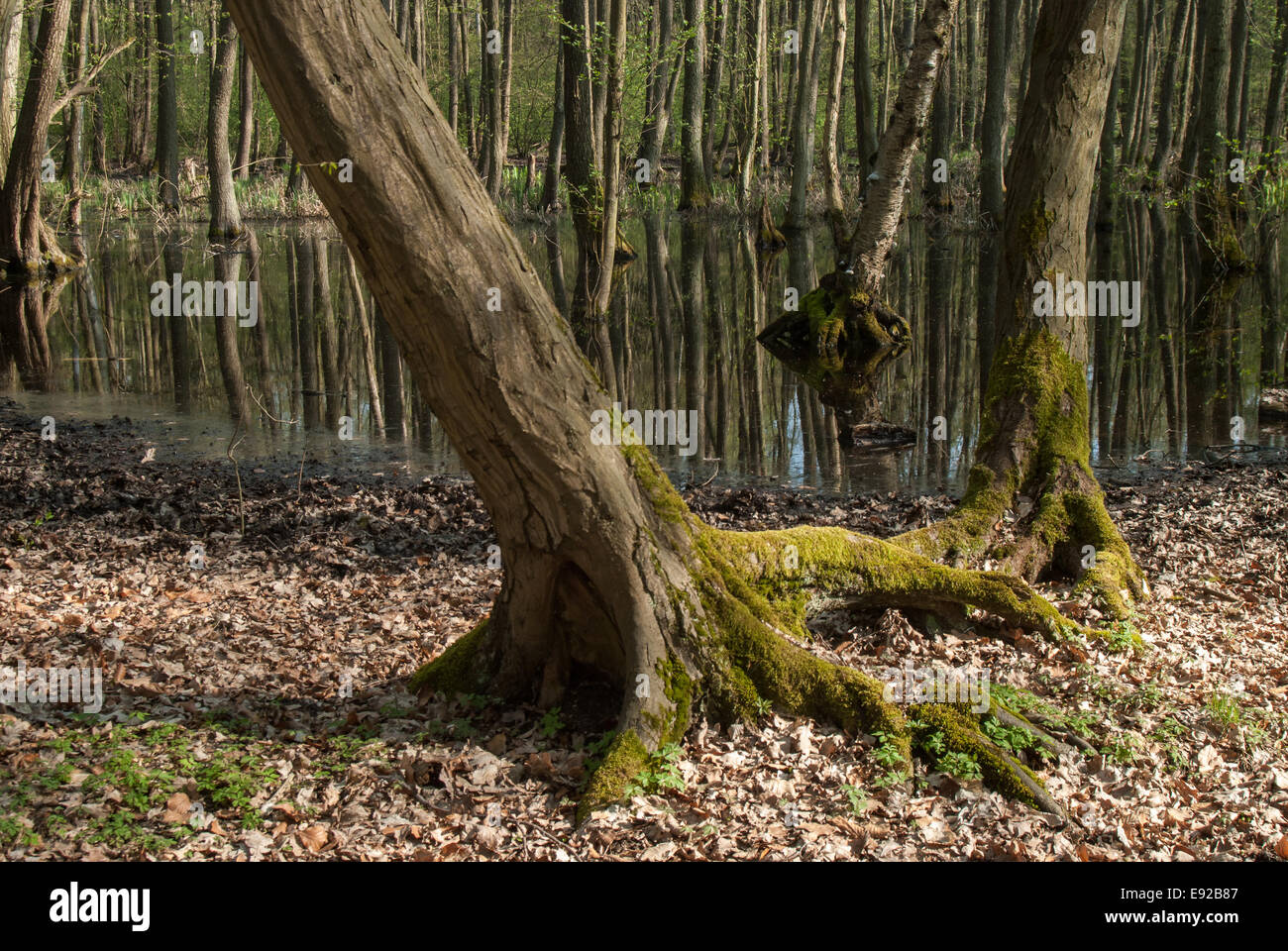 L'aulne dans une forêt de Berlin Banque D'Images