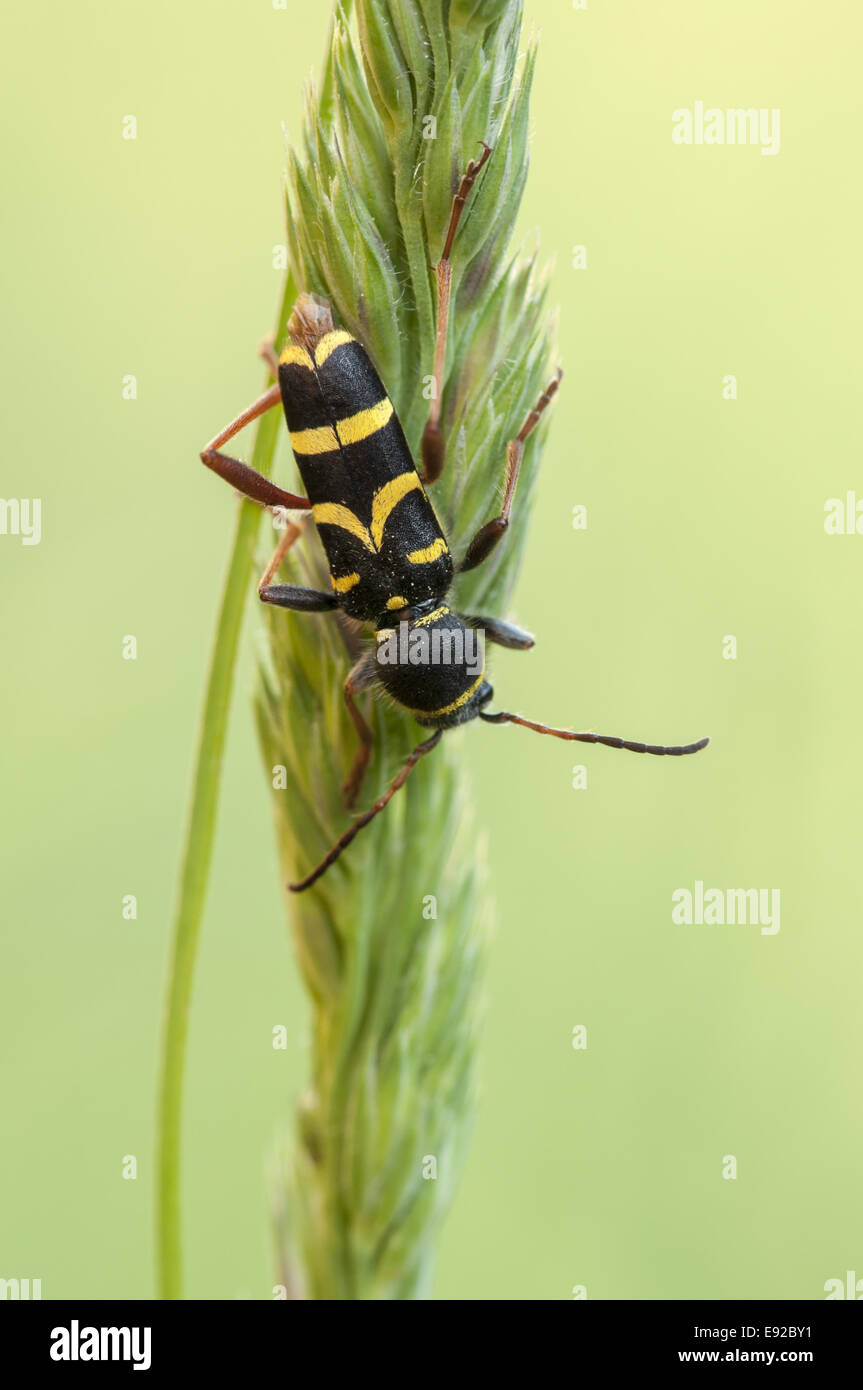Wasp beetle (Clytus arietis) Banque D'Images