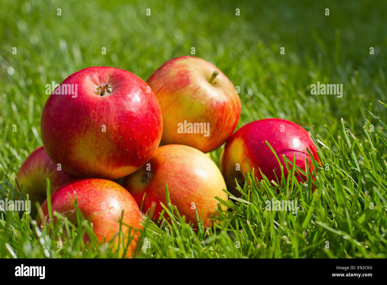 Pommes rouges dans l'herbe Banque D'Images Pommes rouges dans l'herbe Banque D'Images