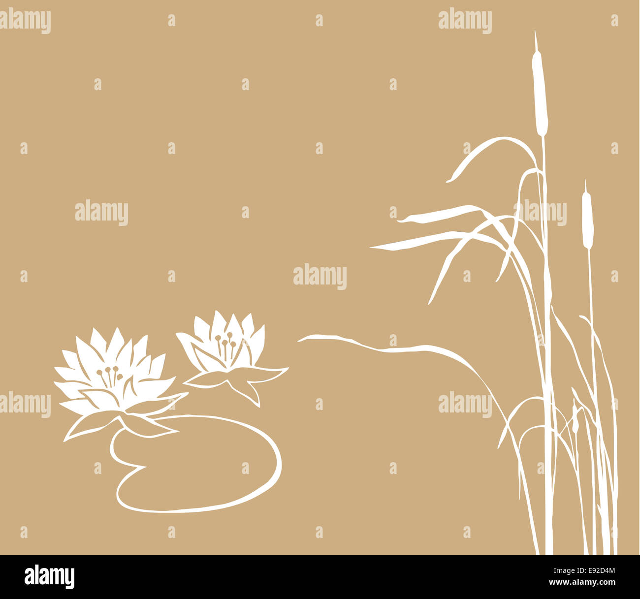 Water Lily et reed sur fond brun Banque D'Images
