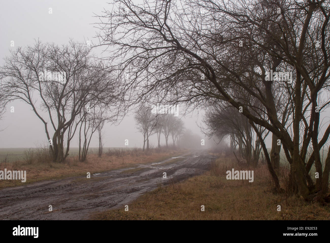 Route boueuse dans le brouillard à Hobrechtswald Banque D'Images