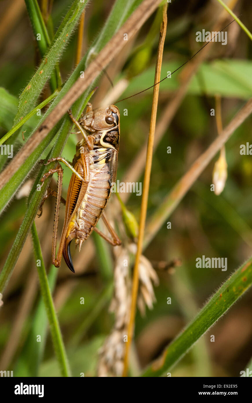 Roesel's bush-cricket (Metrioptera roeselii), Banque D'Images