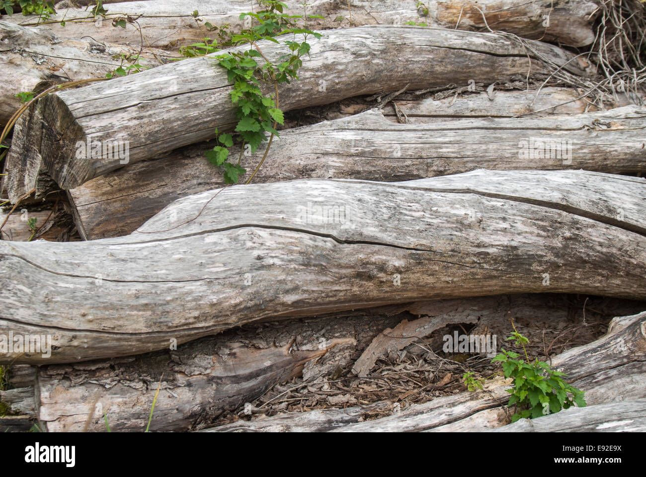 Pile de bois dans la forêt Banque D'Images
