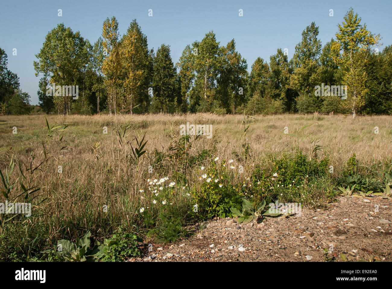Sentier dans Hobrechtswald Banque D'Images