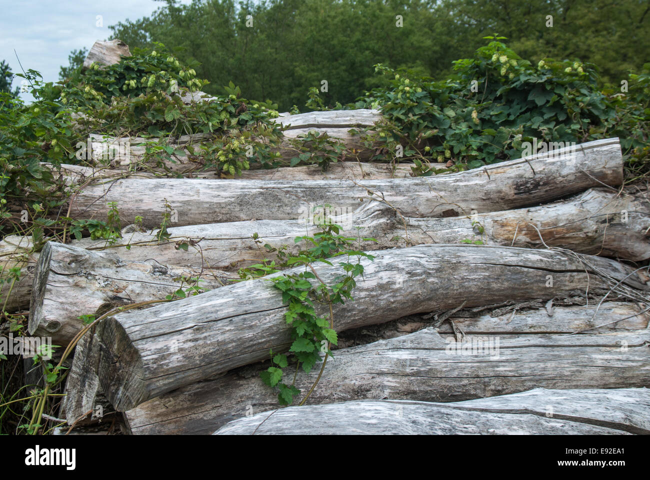 Pile de bois dans la forêt Banque D'Images