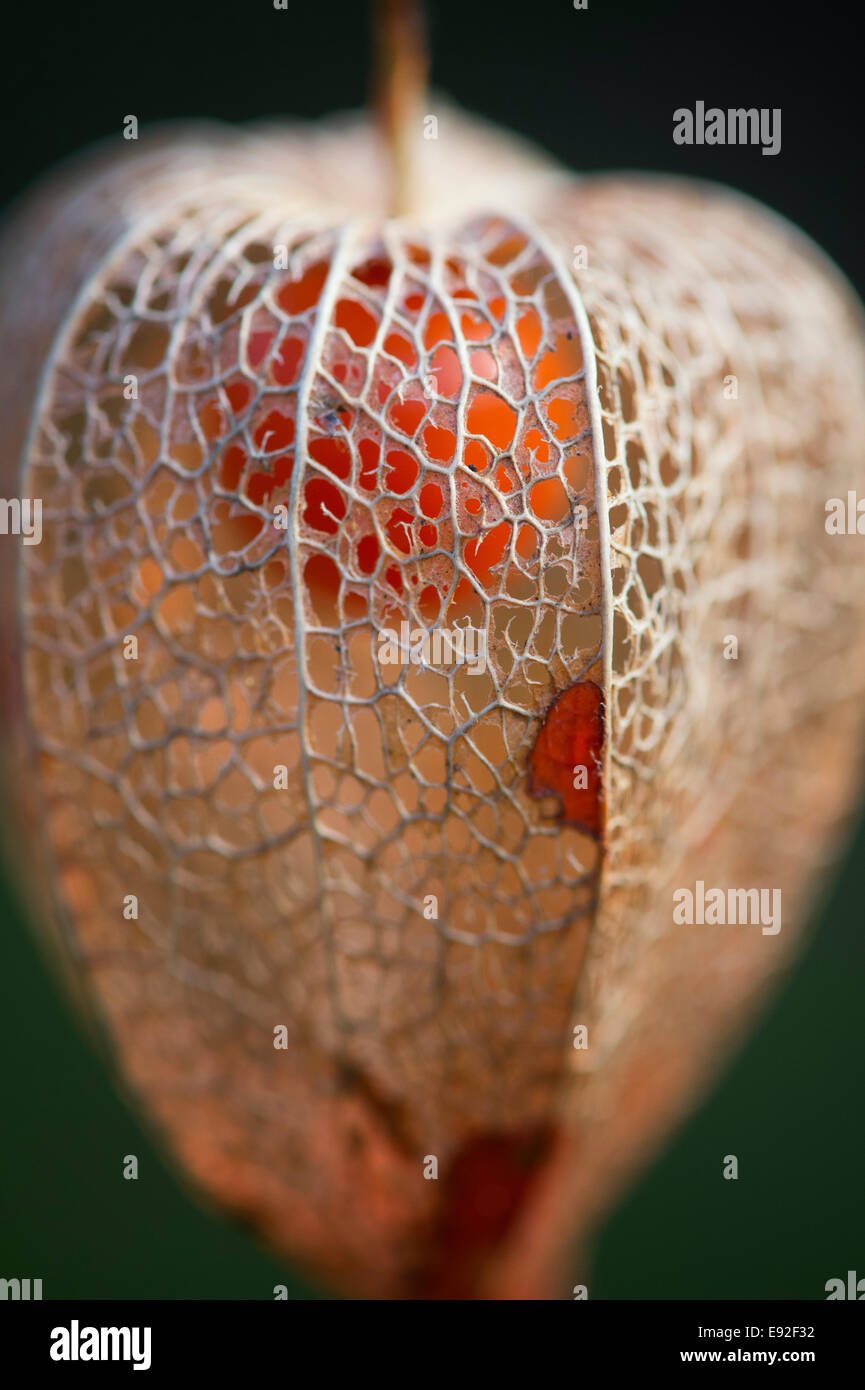 Physalis alkekengi. Lanternes chinoises de séchage des semences de fleurs tubage Banque D'Images