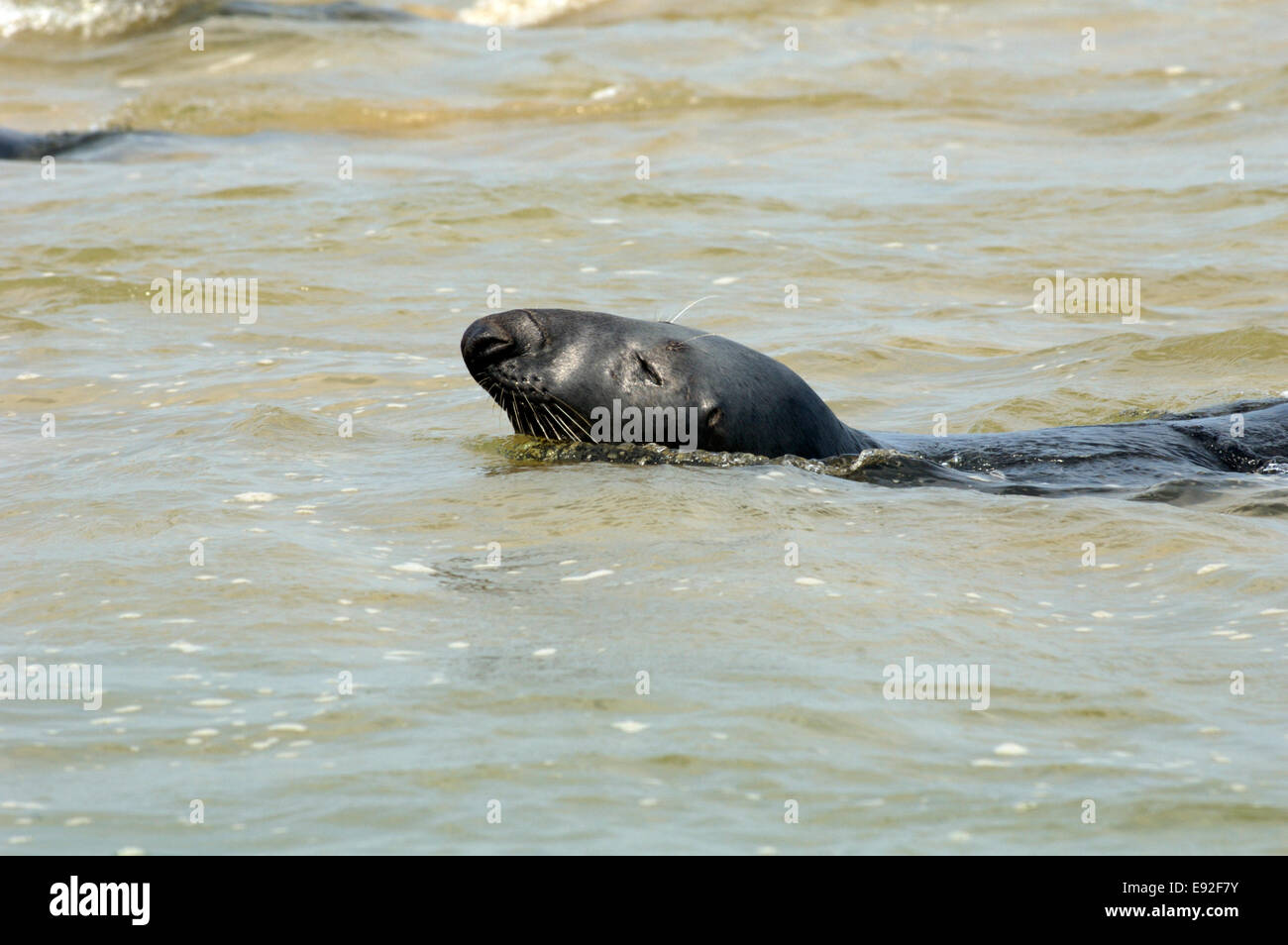 - Le phoque gris Halichoerus grypus Banque D'Images