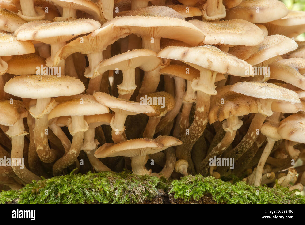 Le miel, champignons (Armillaria mellea) Banque D'Images