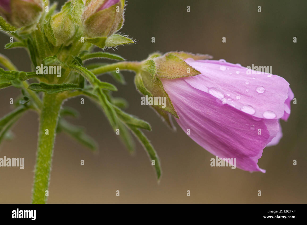 Plus de musc-mallow (Malva alcea) Banque D'Images