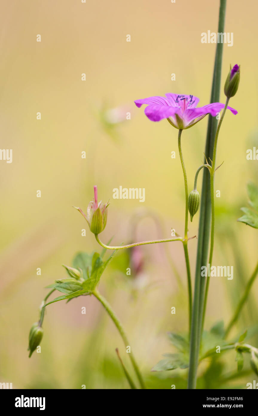 Géranium sanguin (Geranium pratense Meadow) Banque D'Images