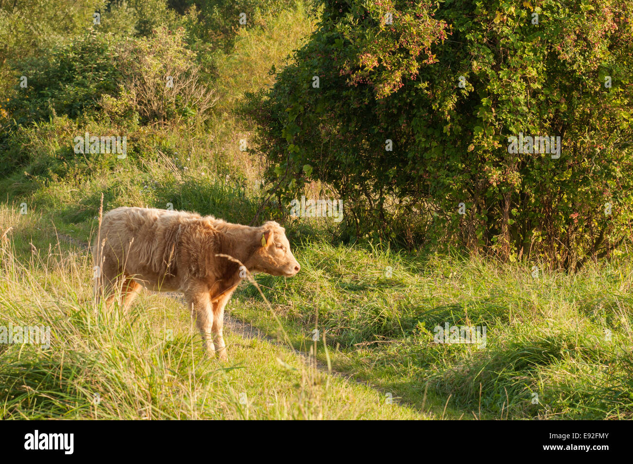 Bovins Heck (Apis mellifera) Banque D'Images