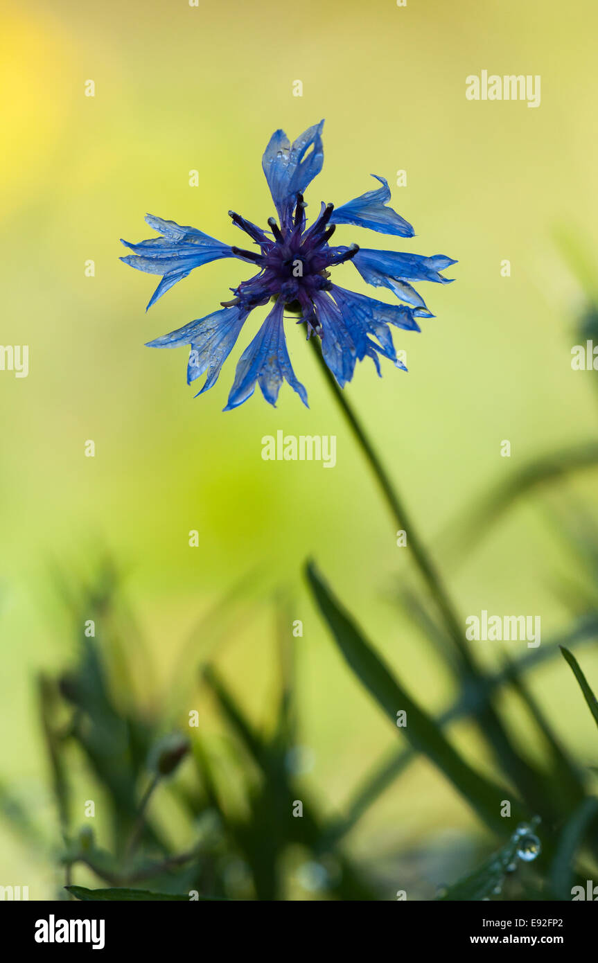 Le bleuet (Centaurea cyanus) Banque D'Images
