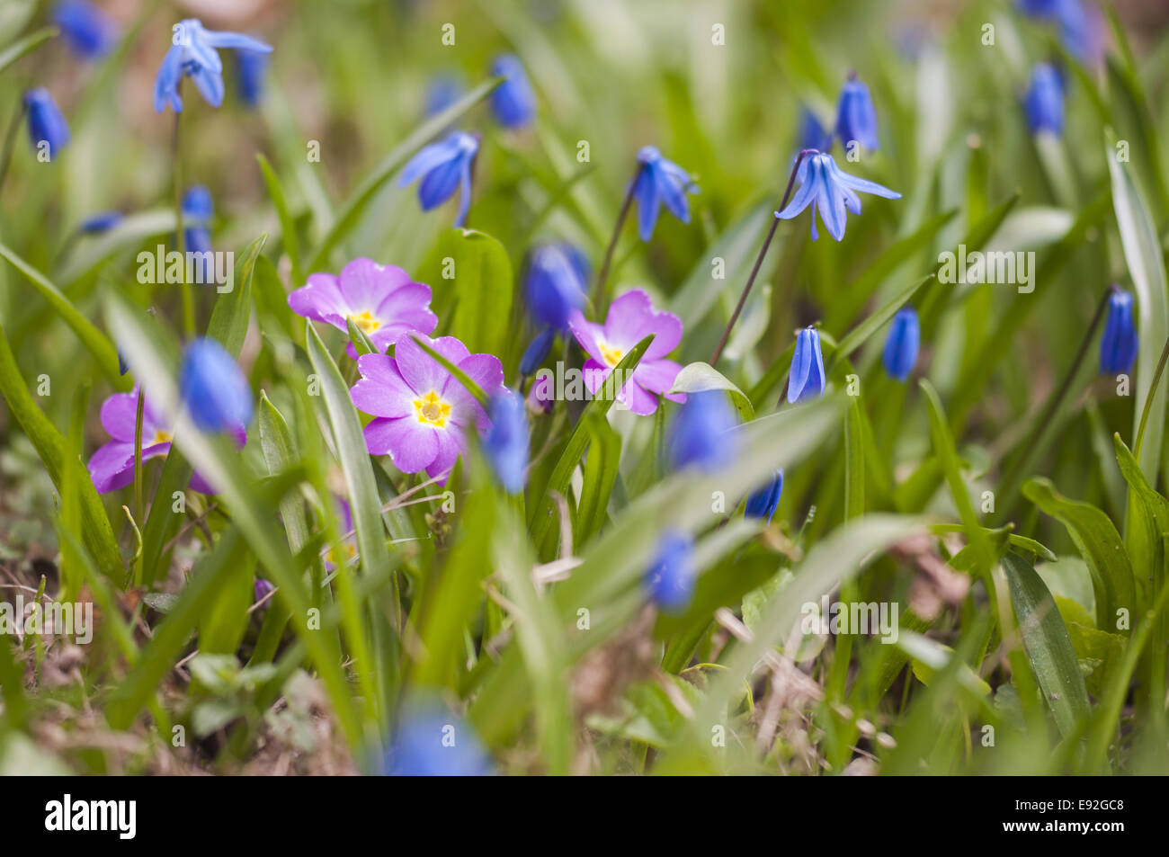 Primula pendant deux feuilles squill Banque D'Images