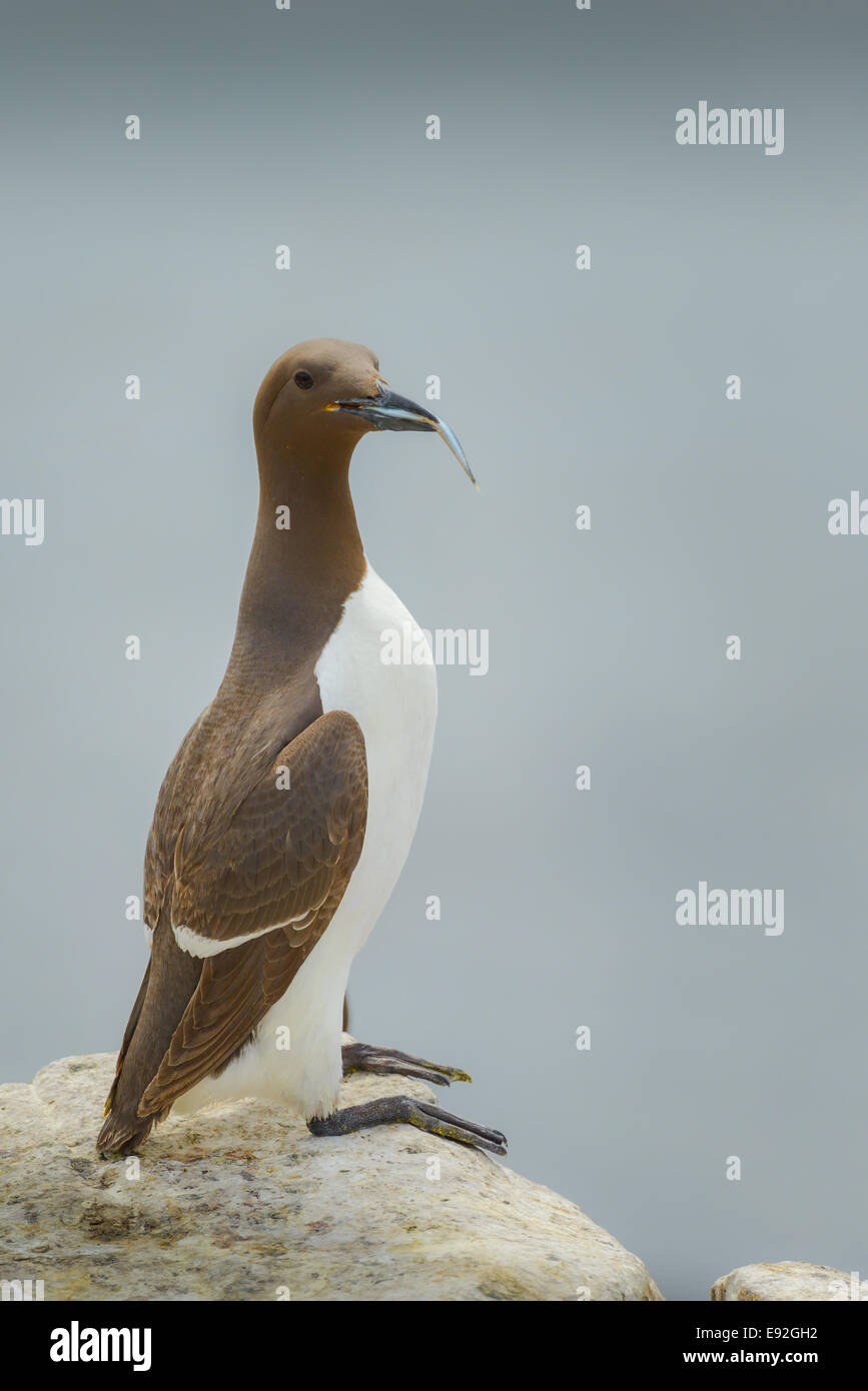 Adultes sauvages un guillemot (Uria aalge), le chocolat de couleur brune, se leva avec un lançon poisson dans son bec de loi. Banque D'Images