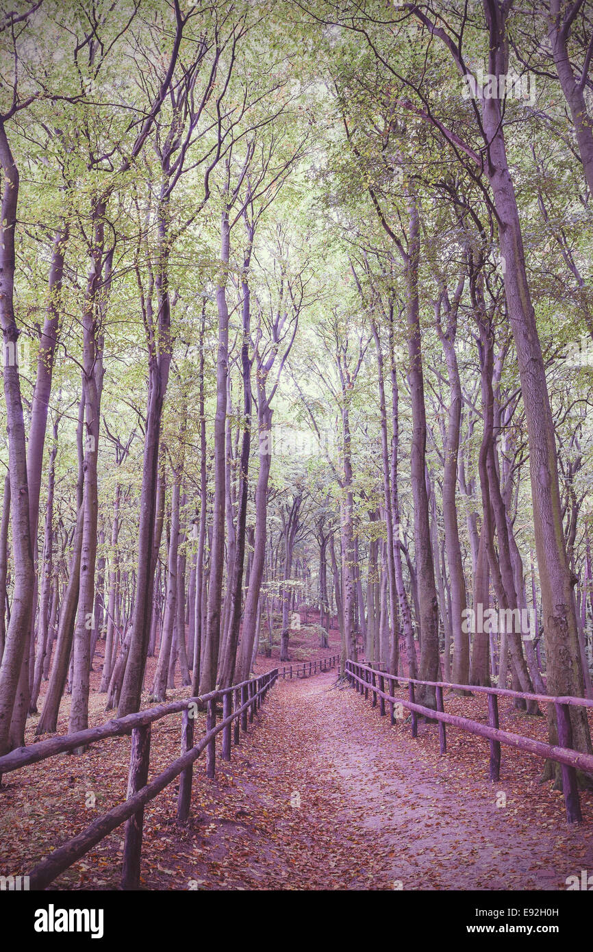 Retro vintage photo filtrée de chemin en bois en forêt. Banque D'Images