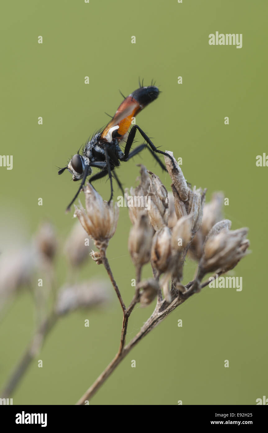 Tachinaire (Cylindromyia spec.) Banque D'Images