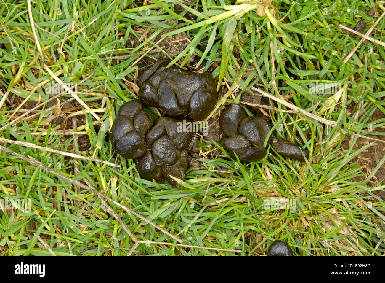 Crottes d
