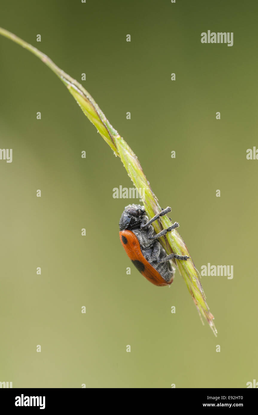 À CORNES (Clytra laeviuscula chrysomèles) Banque D'Images