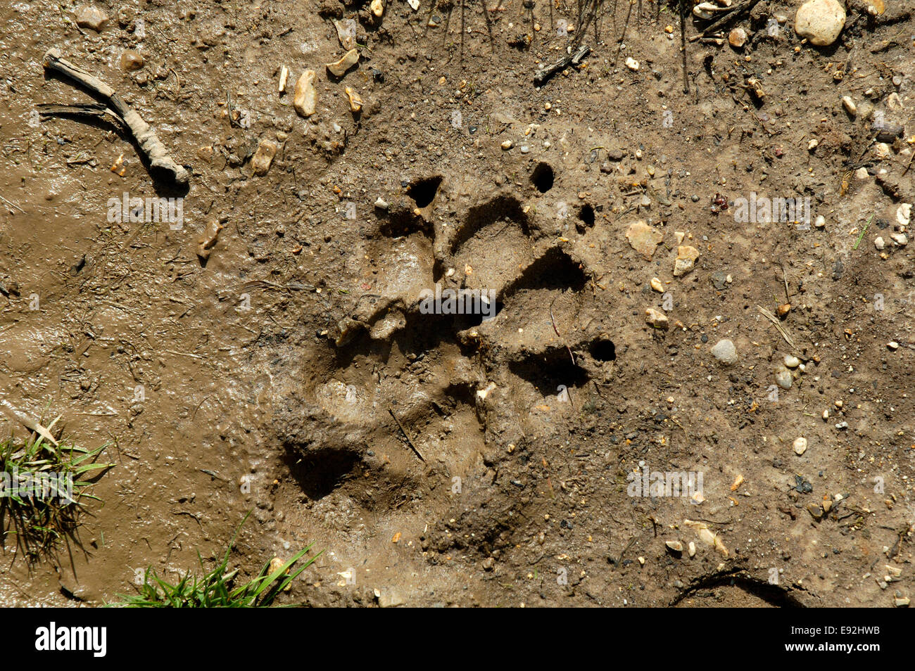 Imprimer chien - Canis lupus familiaris Banque D'Images