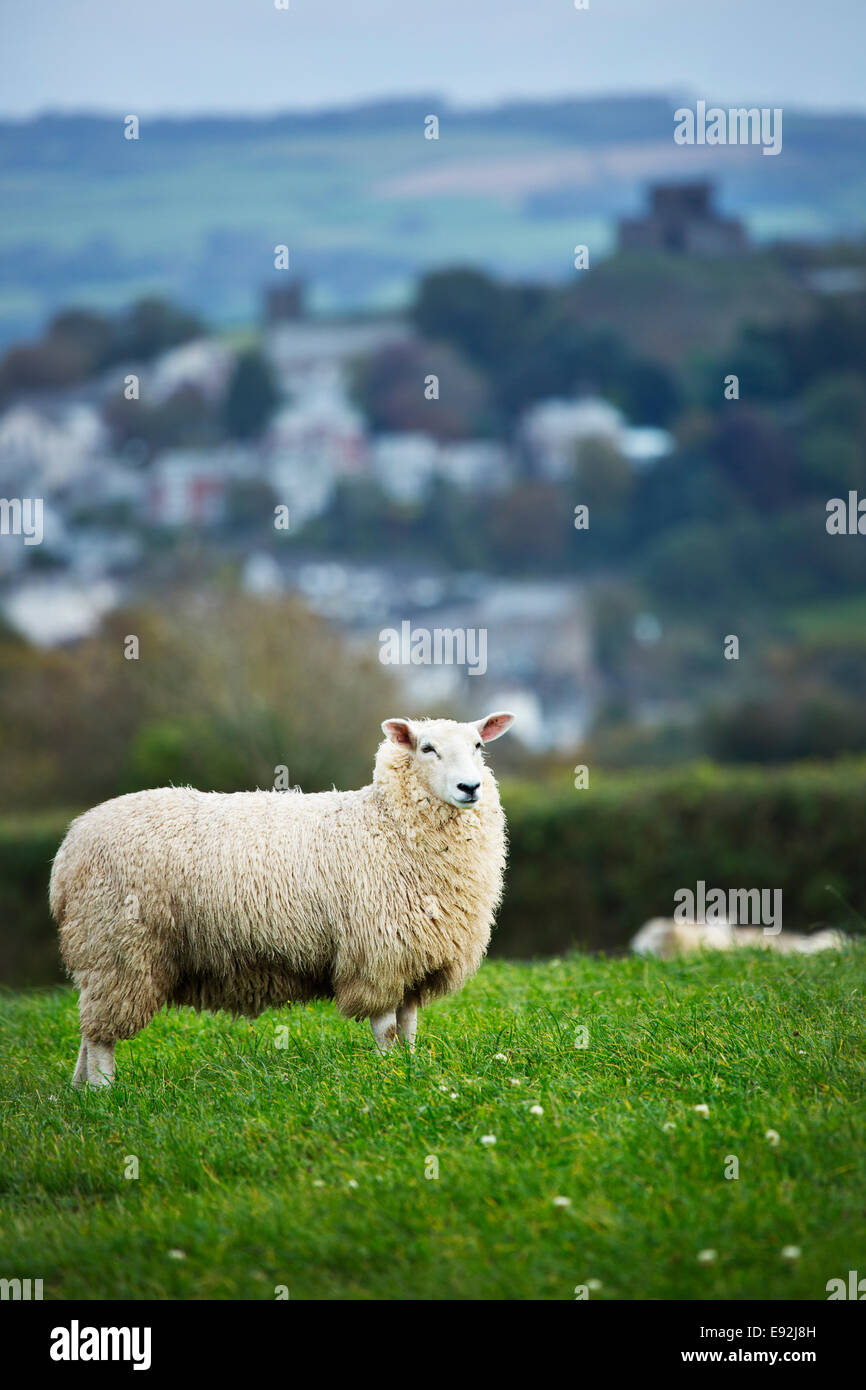 Lleyn moutons Banque D'Images
