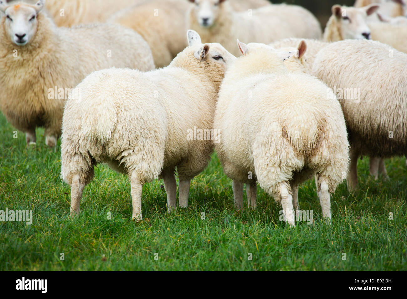 Lleyn moutons Banque D'Images