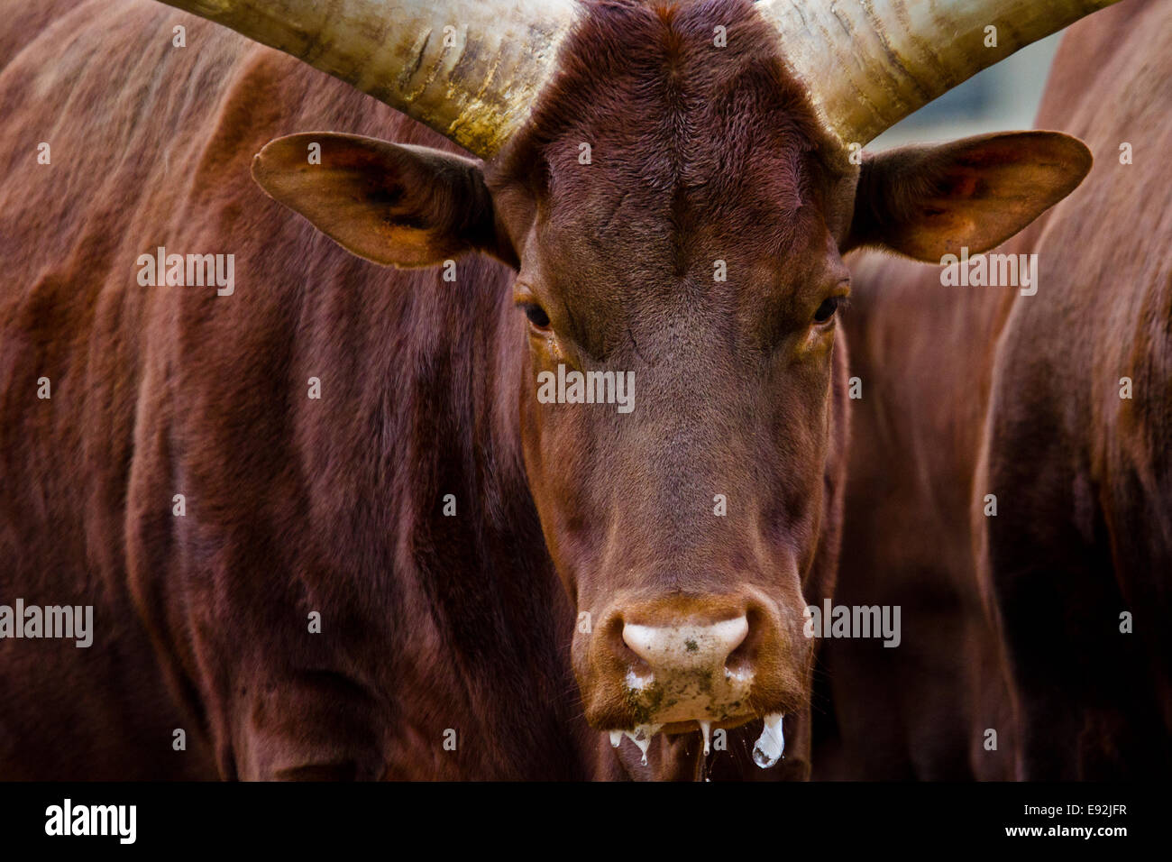 Ankole-Watusi (Bos primigenius f. taurus) Banque D'Images