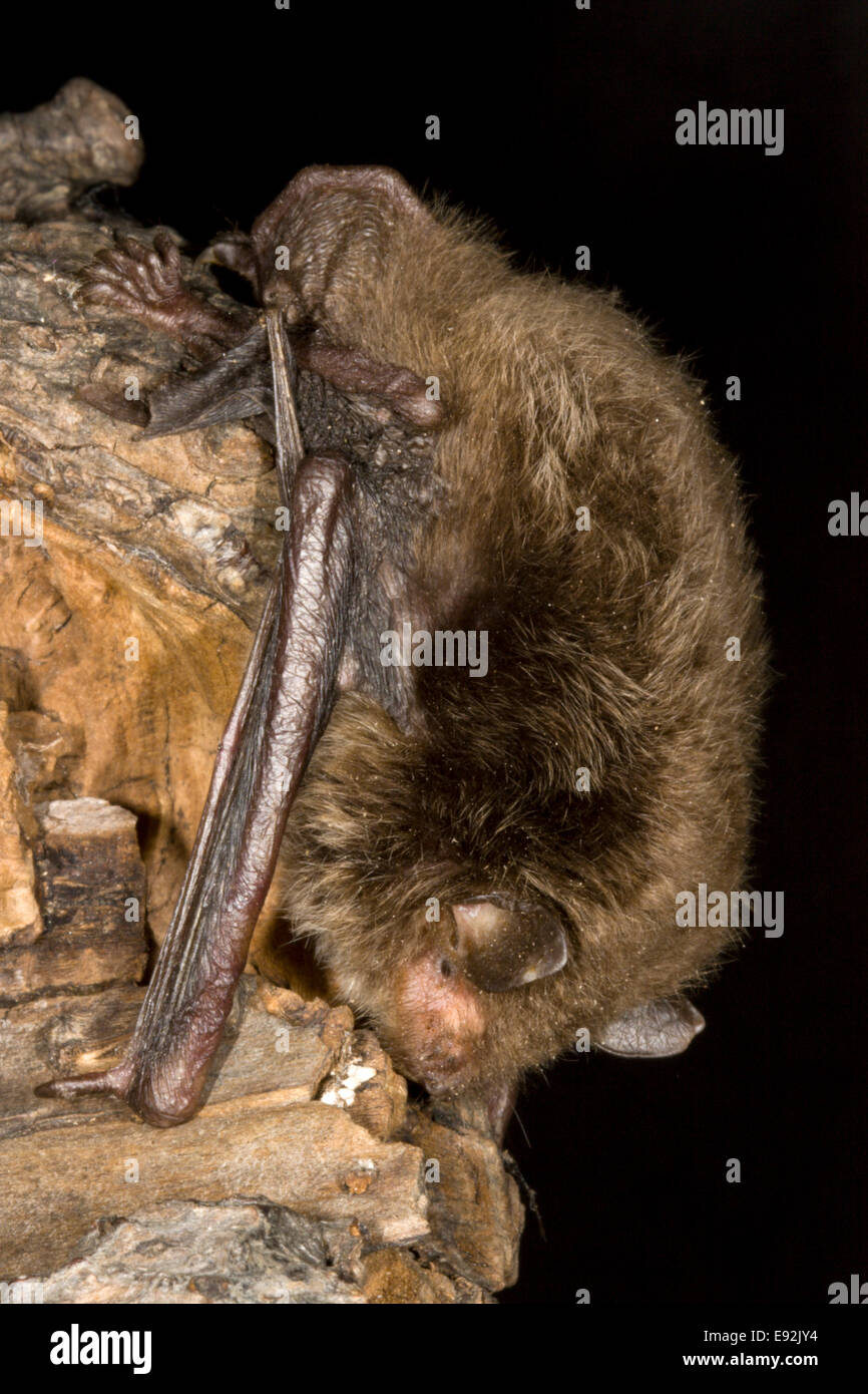 De Daubenton Myotis daubentonii - Chauve-souris Banque D'Images