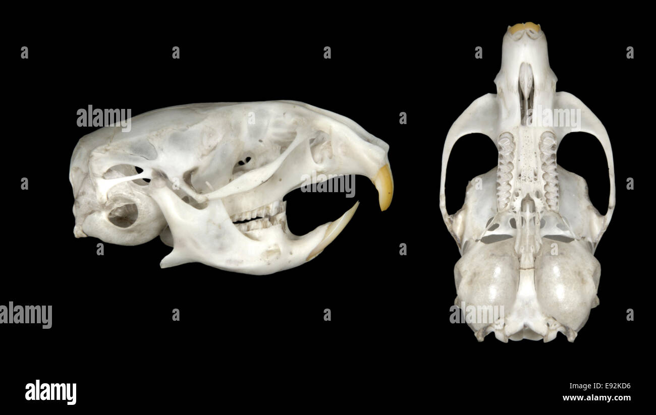 Campagnol à queue courte (champ) campagnol Microtus agrestis - crâne Banque D'Images