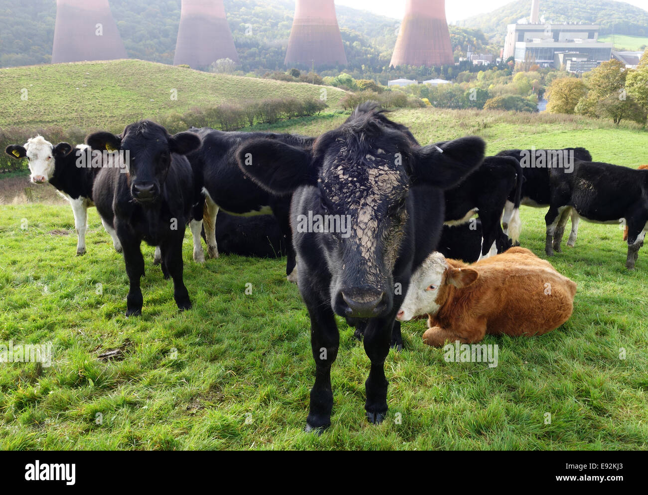 Troupeau de vaches vache avec de la boue sur le visage Uk Banque D'Images