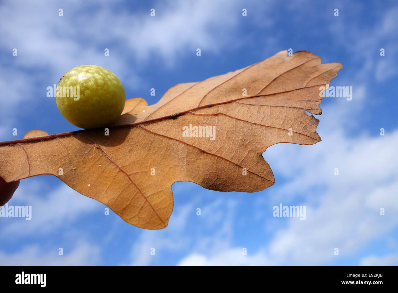 Apple sur les feuilles de chêne contre le ciel bleu Banque D'Images