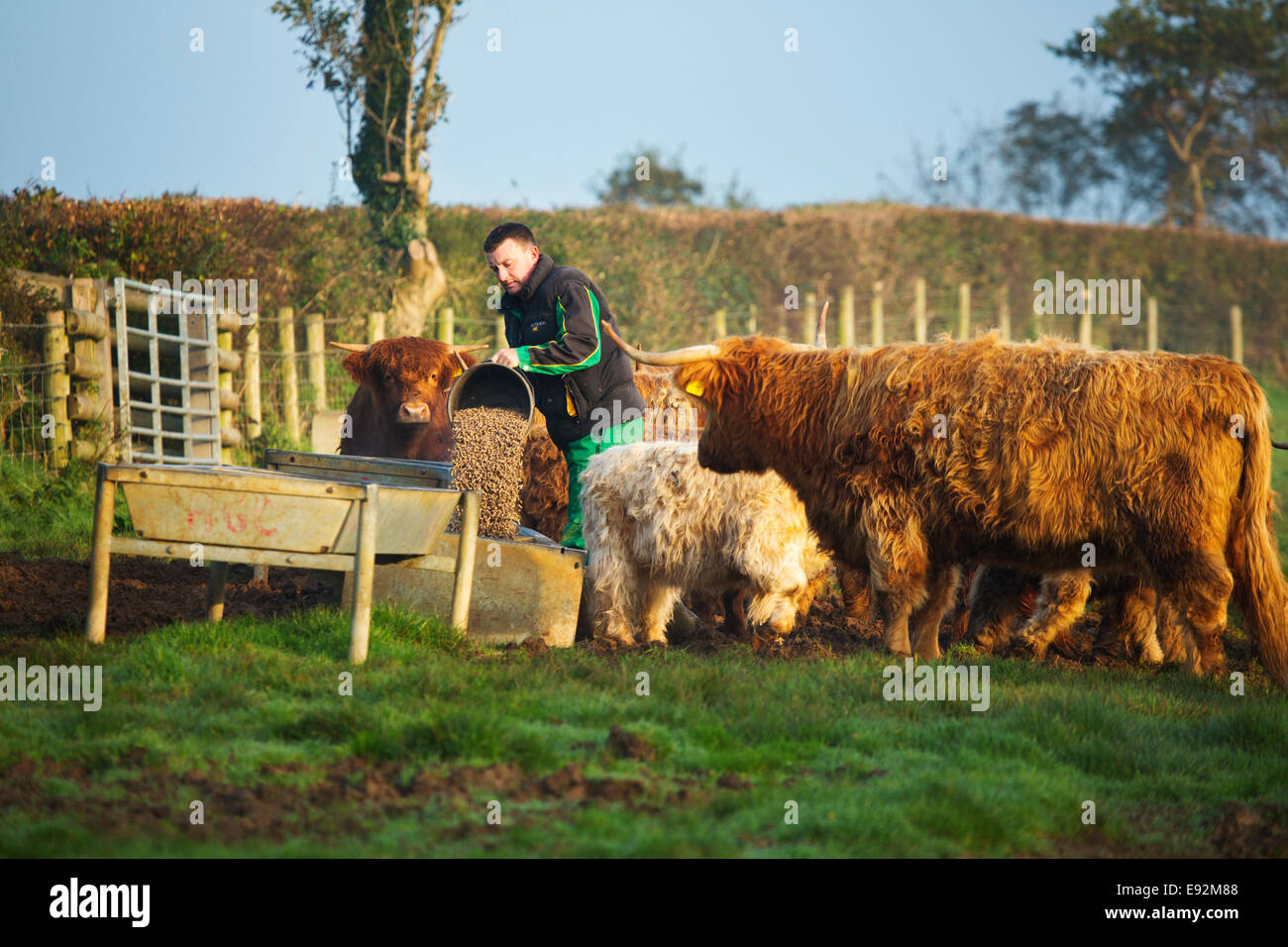 Un agriculteur se nourrir les bovins Highland Banque D'Images
