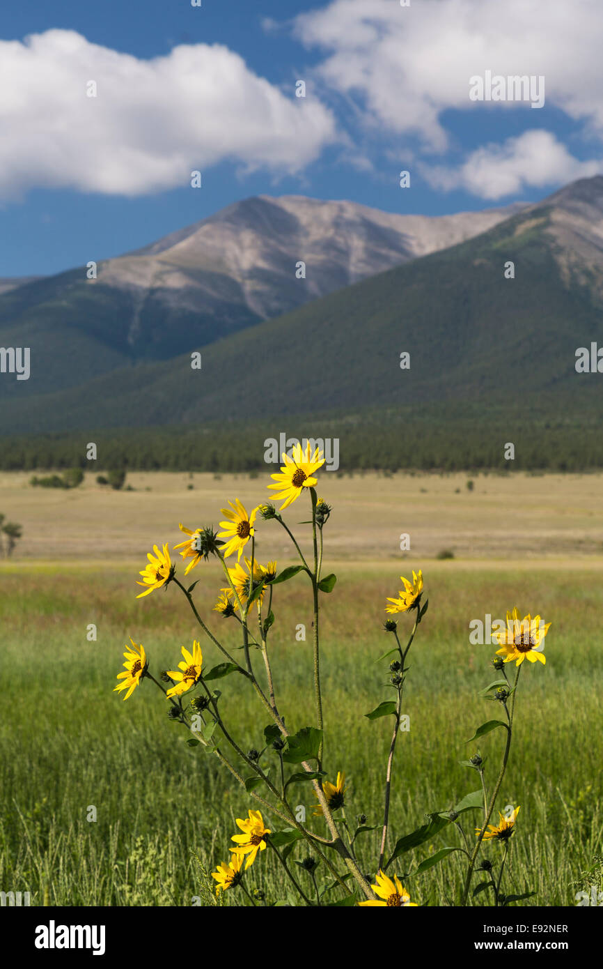 Mount Princeton - fleurs jaunes et cadre de terres agricoles Mount Princeton, Buena Vista, Colorado, États-Unis Banque D'Images