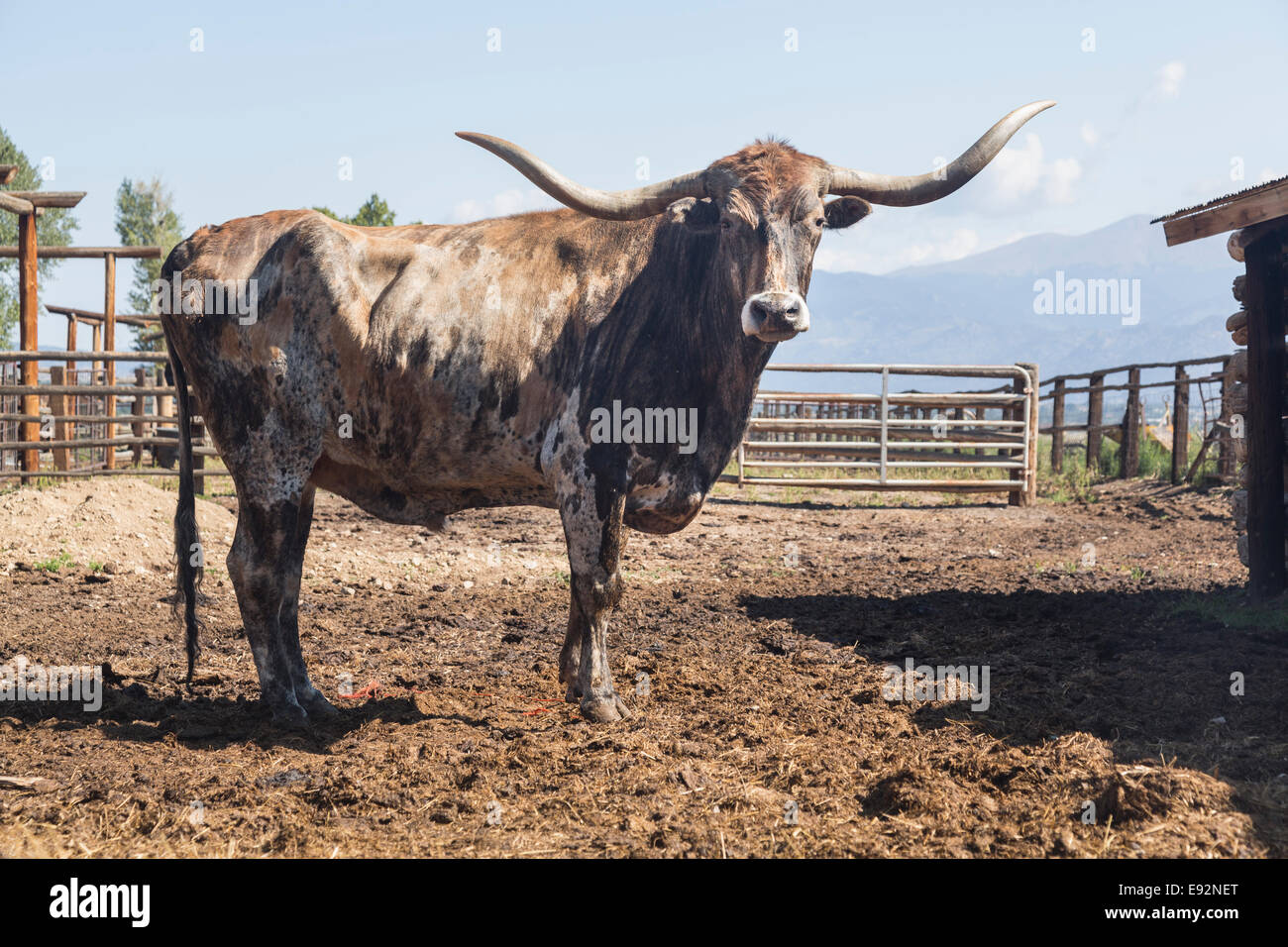 Vieille vache Texas Longhorn, USA Banque D'Images