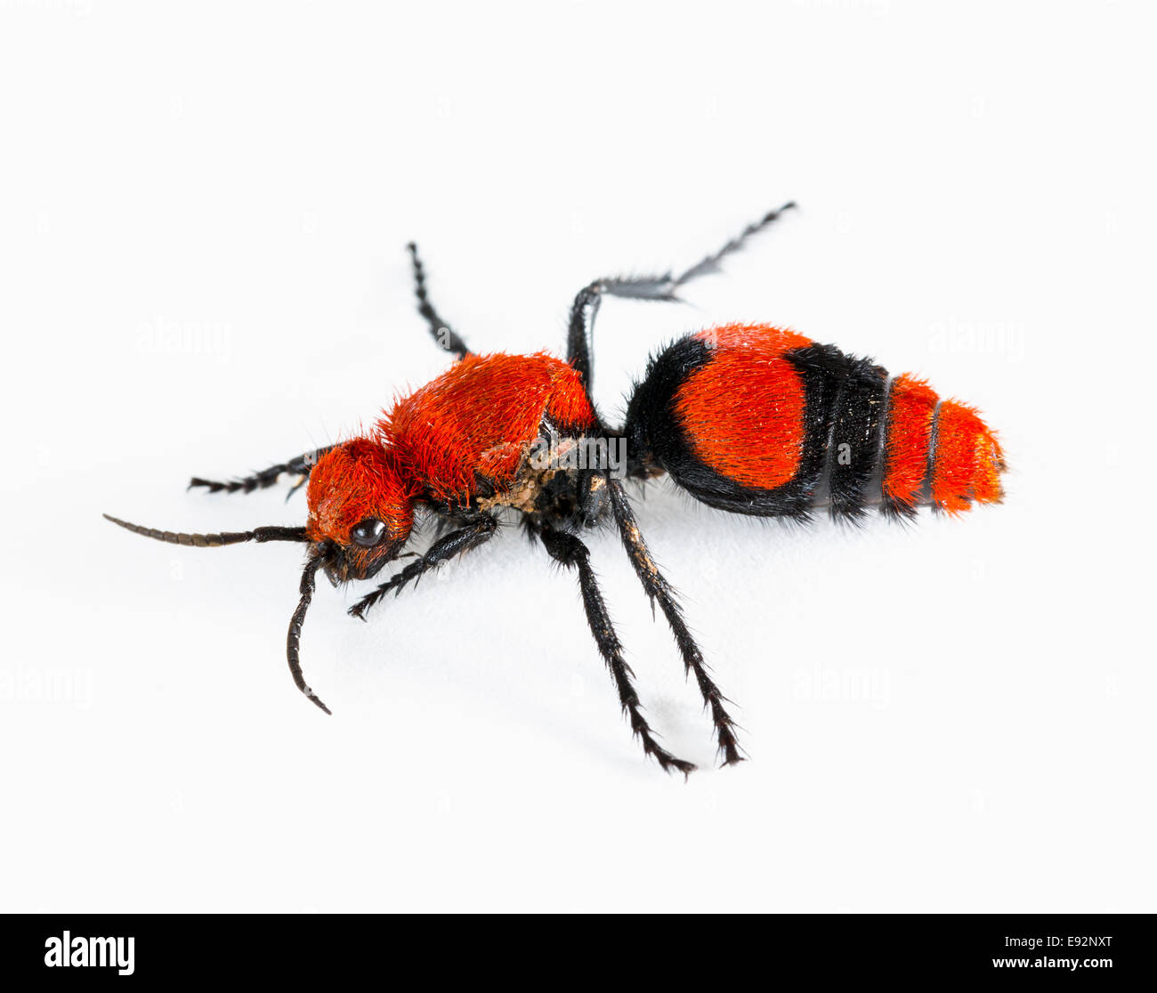 Ant de velours (Mutillidae) - macro shot Banque D'Images