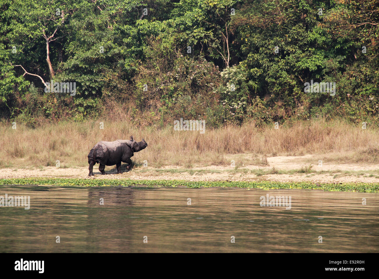 Un grand-duc d'Rhino, parc national de Chitwan, au Népal Banque D'Images