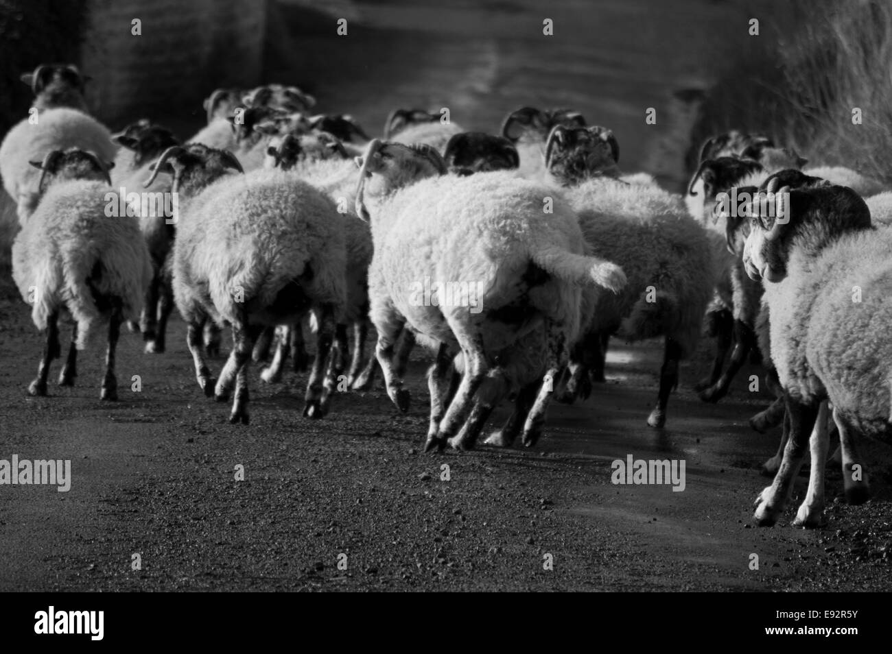 Les moutons courant le long d'une route de campagne Banque D'Images