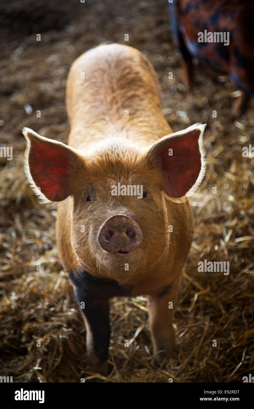 Cochon Banque D'Images