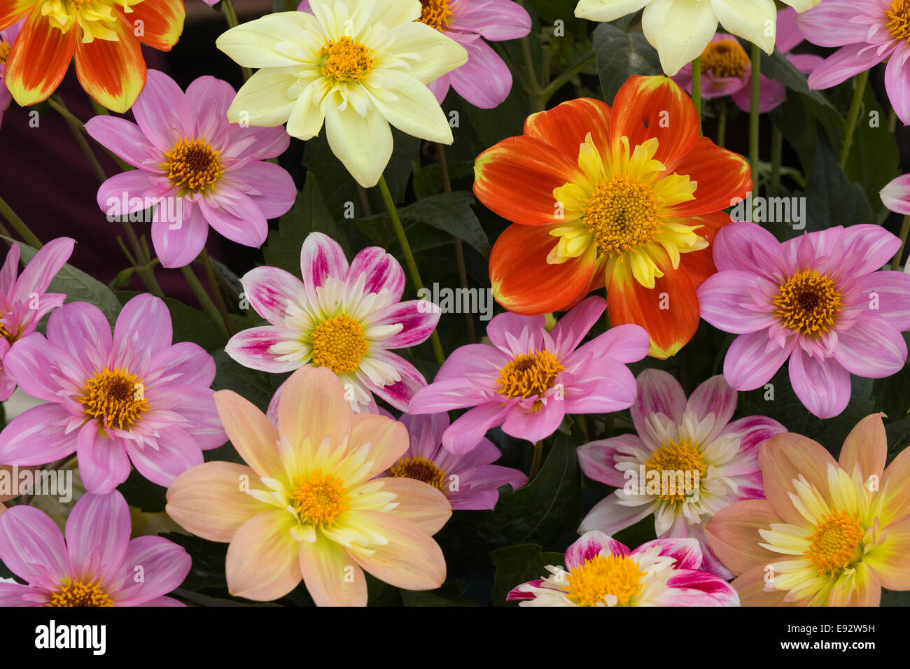 Assortiment de fleurs fraîchement coupées Banque D'Images