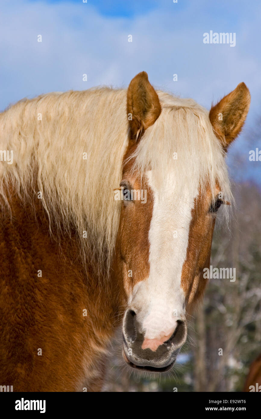 Cheval de Trait Belge dans la neige de l'hiver Banque D'Images